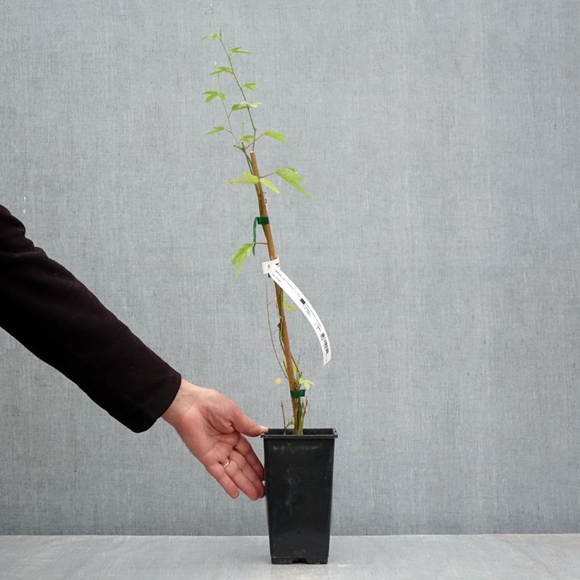 Spécimen de Passiflore - Passiflora (x) exoniensis Pot de 1,5L/2L tel que livré en automne