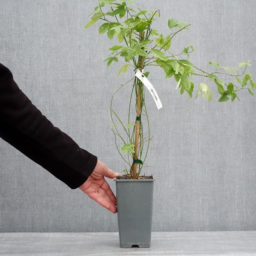 Spécimen de Passiflore - Passiflora (x) exoniensis Pot de 1,5L/2L tel que livré en hiver