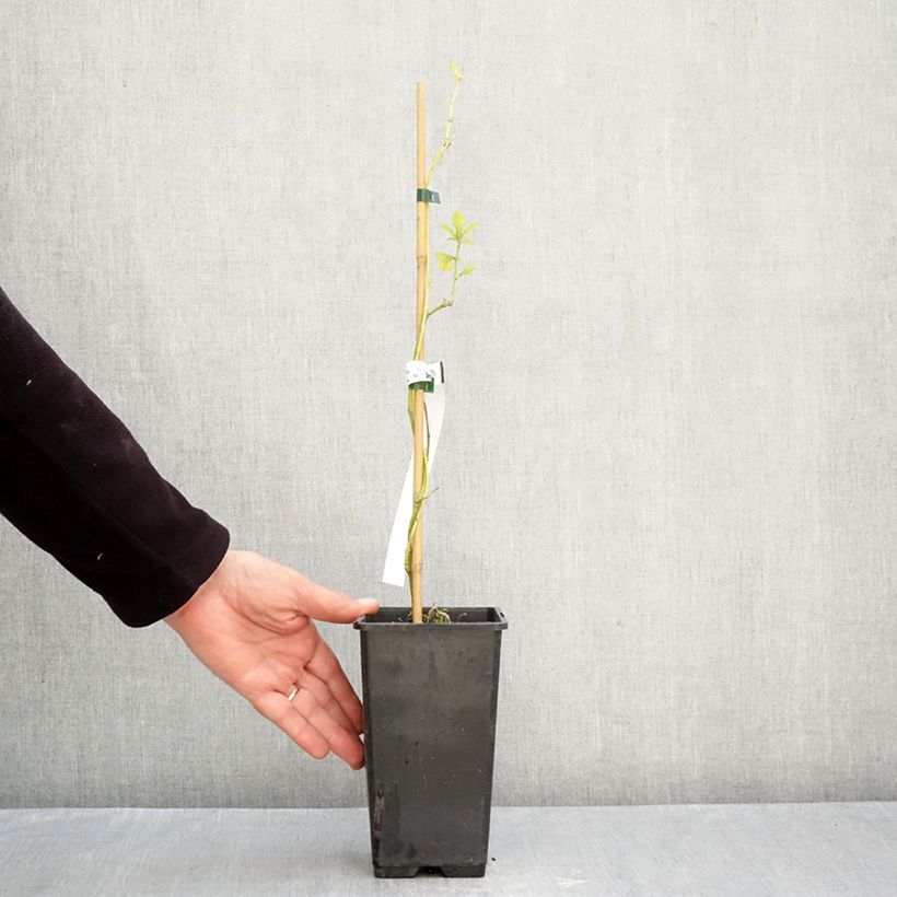 Spécimen de Passiflore Snow Star - Passiflora (x) incarnata Pot de 1,5L/2L tel que livré en automne