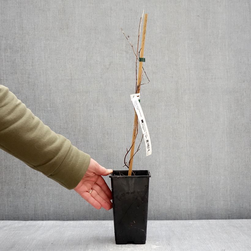 Spécimen de Passiflore Snow Star - Passiflora (x) incarnata Pot de 1,5L/2L tel que livré en hiver