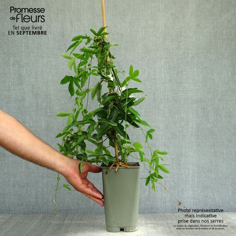 Spécimen de Passiflore Victoria - Fleur de la Passion Pot de 2L/3L tel que livré en automne