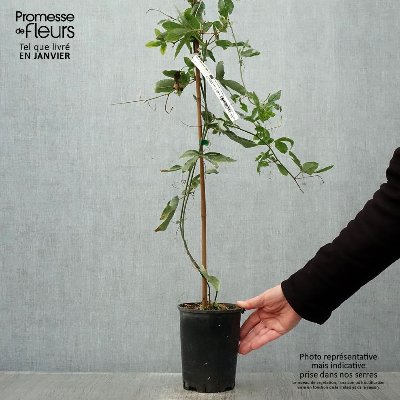 Spécimen de Passifore Damsel's Delight - Fleur de la Passion Pot de 2L/3L tel que livré en hiver