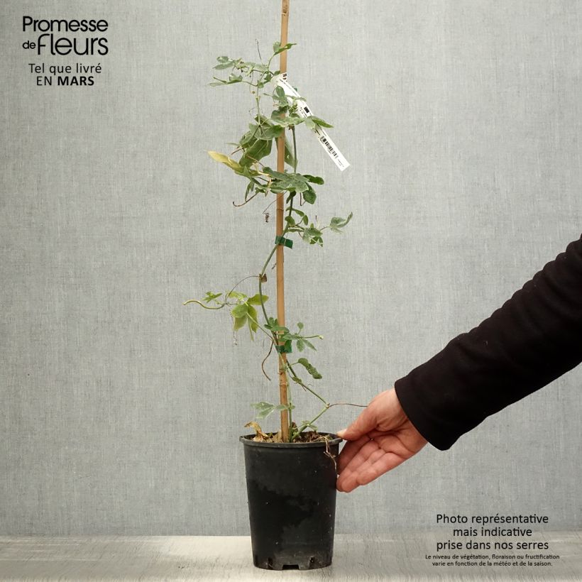 Passiflora Damsel's Delight - Flor de la pasión Maceta 2L/3L Ejemplar entregado en la primavera