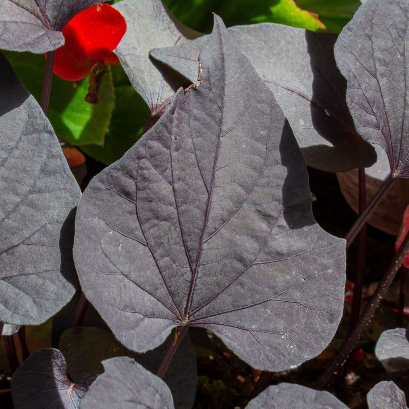 Patate douce Sakura en plants (Feuillage)