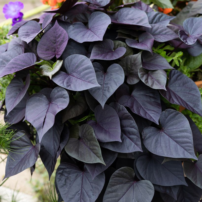 Patate douce Sakura en plants (Port)