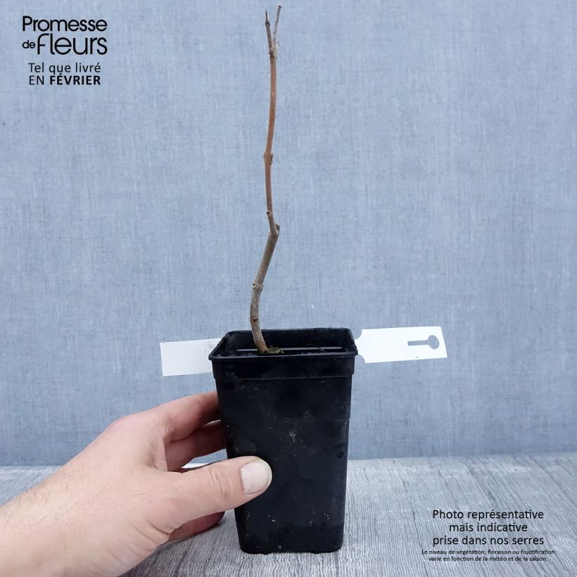 Spécimen de Paulownia fortunei April Light - Arbre du dragon Pot de 1L/1,5L tel que livré en hiver