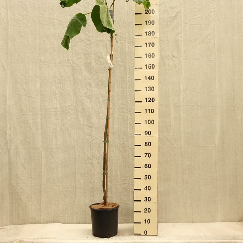 Spécimen de Paulownia fortunei Fast Blue Pot de 12L/15L, Baliveau tel que livré en automne