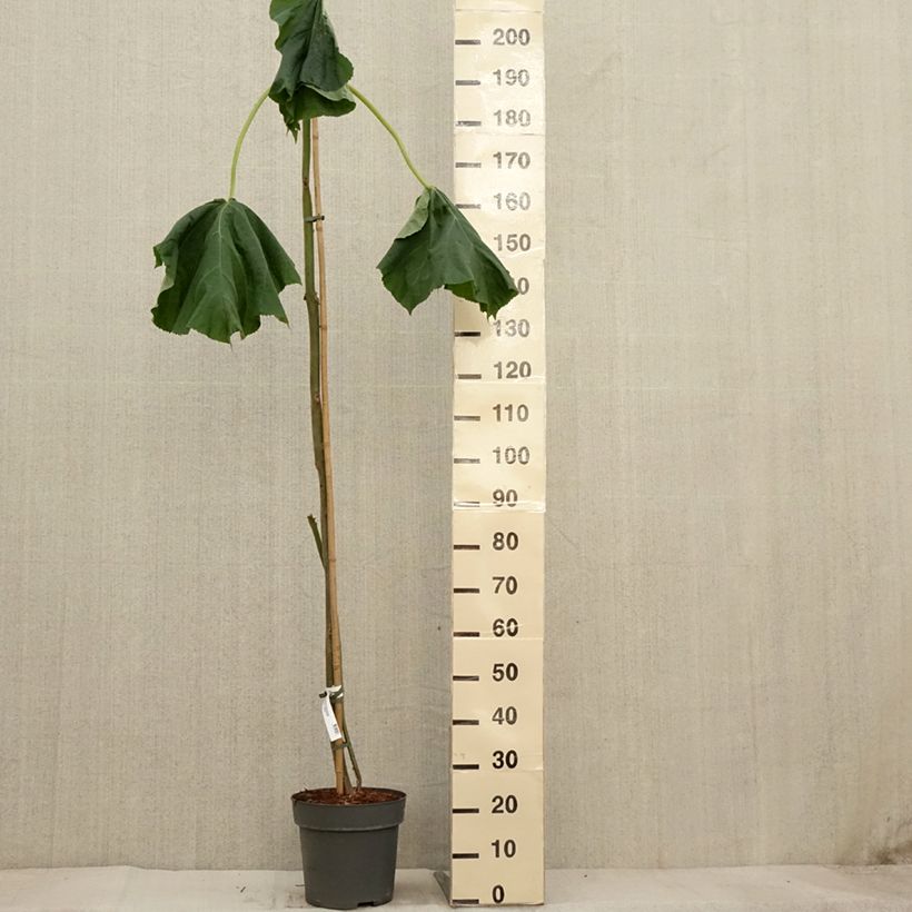 Spécimen de Paulownia tomentosa - Arbre impérial Pot de 7,5L/10L tel que livré en automne