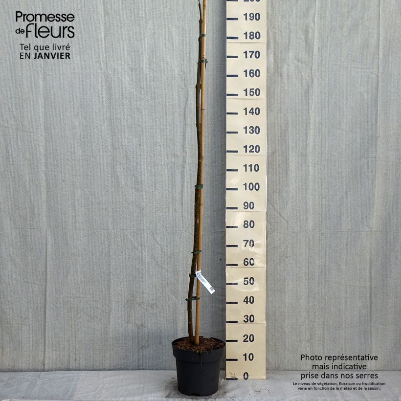 Spécimen de Paulownia tomentosa - Arbre impérial Pot de 7,5L/10L tel que livré en hiver
