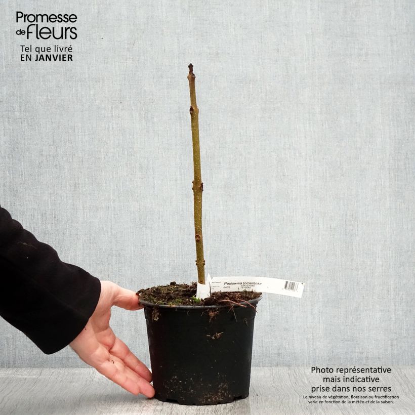 Spécimen de Paulownia tomentosa - Arbre impérial Pot de 2L/3L tel que livré en hiver