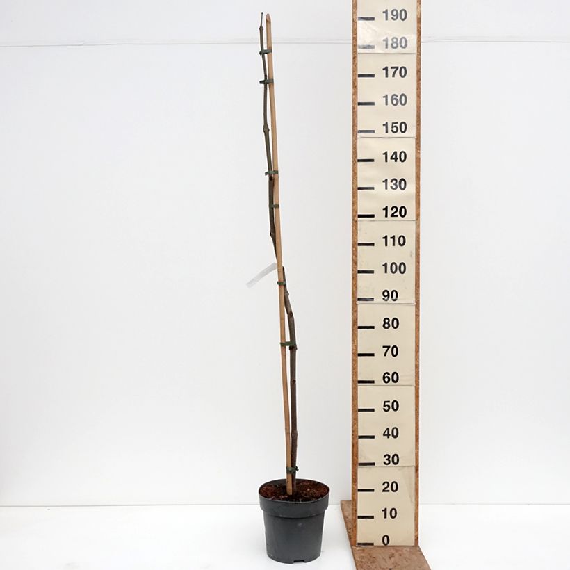 Spécimen de Paulownia tomentosa - Arbre impérial Pot de 7,5L/10L tel que livré en hiver