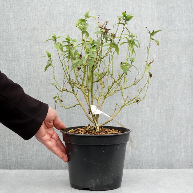 Spécimen de Pavonia Flamboyant - Pavonie Pot de 4L/5L tel que livré au printemps