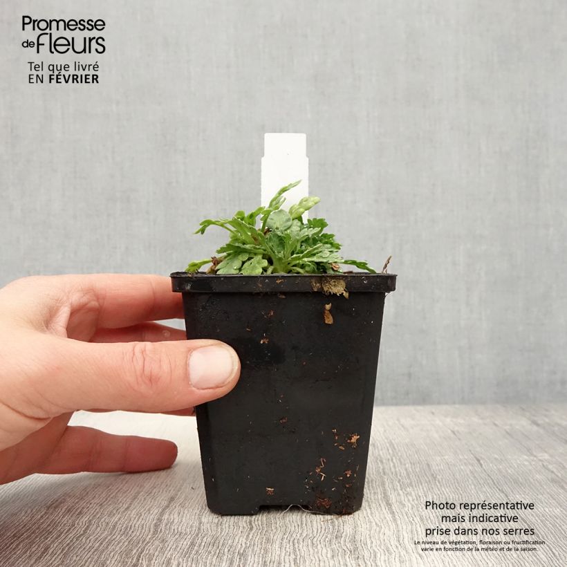 Spécimen de Pavot d'Islande - Papaver nudicaule Champagne Bubbles Mix Godet de 8/9 cm tel que livré en hiver