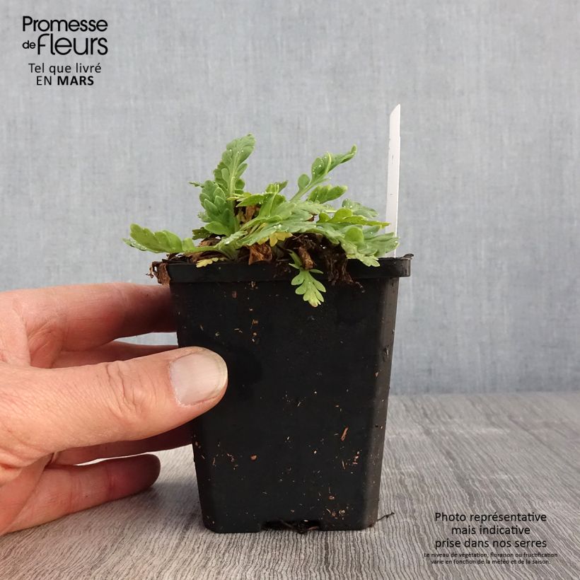 Iceland Poppy Champagne Bubbles Mix 8/9 cm pot sample as delivered in spring