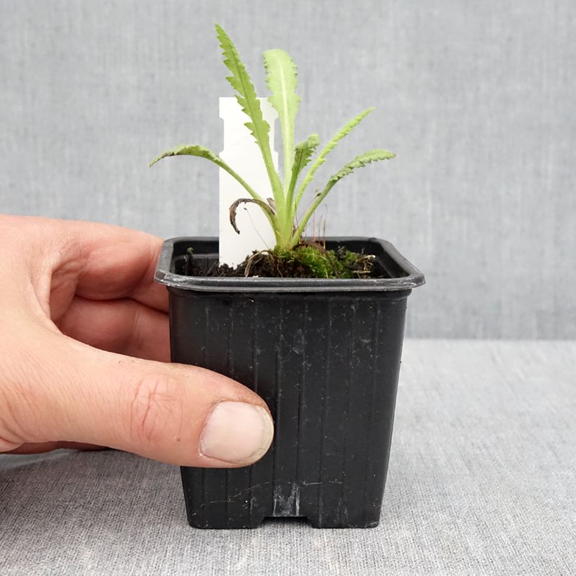 Spécimen de Pavot d'Orient Marlène - Papaver orientale Godet de 8/9 cm tel que livré au printemps