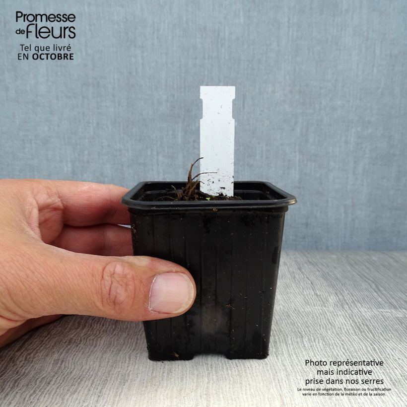 Spécimen de Pavot d'Orient Harvest Moon - Papaver orientale Godet de 8/9 cm tel que livré en automne