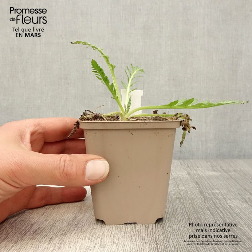 Papaver orientale Helen Elisabeth Vasetto da 8/9 cm esemplare consegnato in primavera