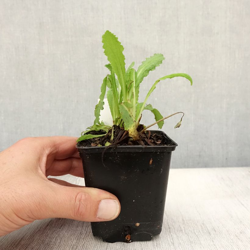 Spécimen de Pavot d'Orient Royal Wedding - Papaver orientale Godet de 7/8 cm tel que livré en automne