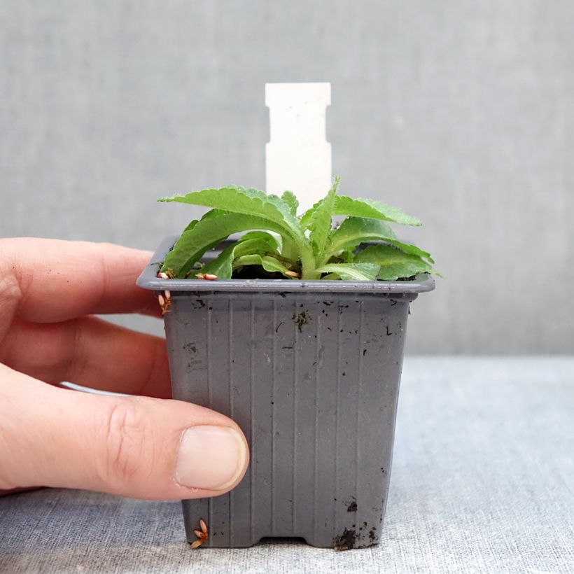 Spécimen de Pavot d'Orient Red Rumble - Papaver orientale Godet de 8/9 cm tel que livré en hiver