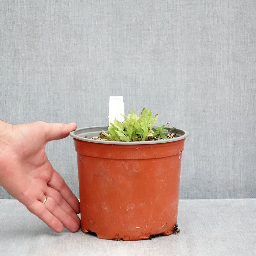 Spécimen de Pavot d'Orient Royal Chocolate Distinction - Papaver orientale Pot de 2L/3L tel que livré en automne