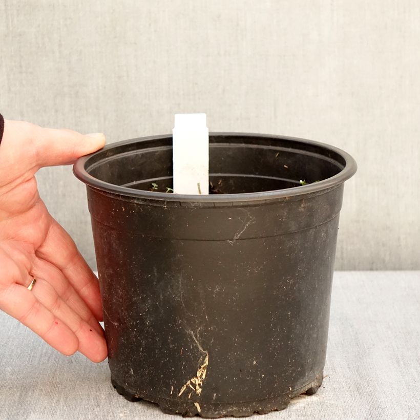 Spécimen de Pavot d'Orient Royal Chocolate Distinction - Papaver orientale Pot de 2L/3L tel que livré en hiver