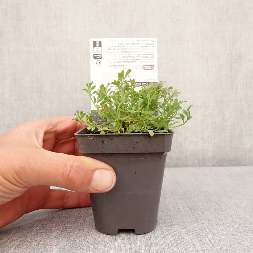 Spécimen de Pavot des Alpes - Papaver alpinum Godet de 8/9 cm tel que livré au printemps