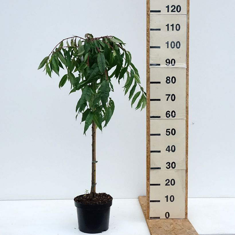 Spécimen de Pêcher à fleurs pleureur - Prunus persica Melred Weeping Pot de 4L/5L, Tige de 80 cm tel que livré en automne