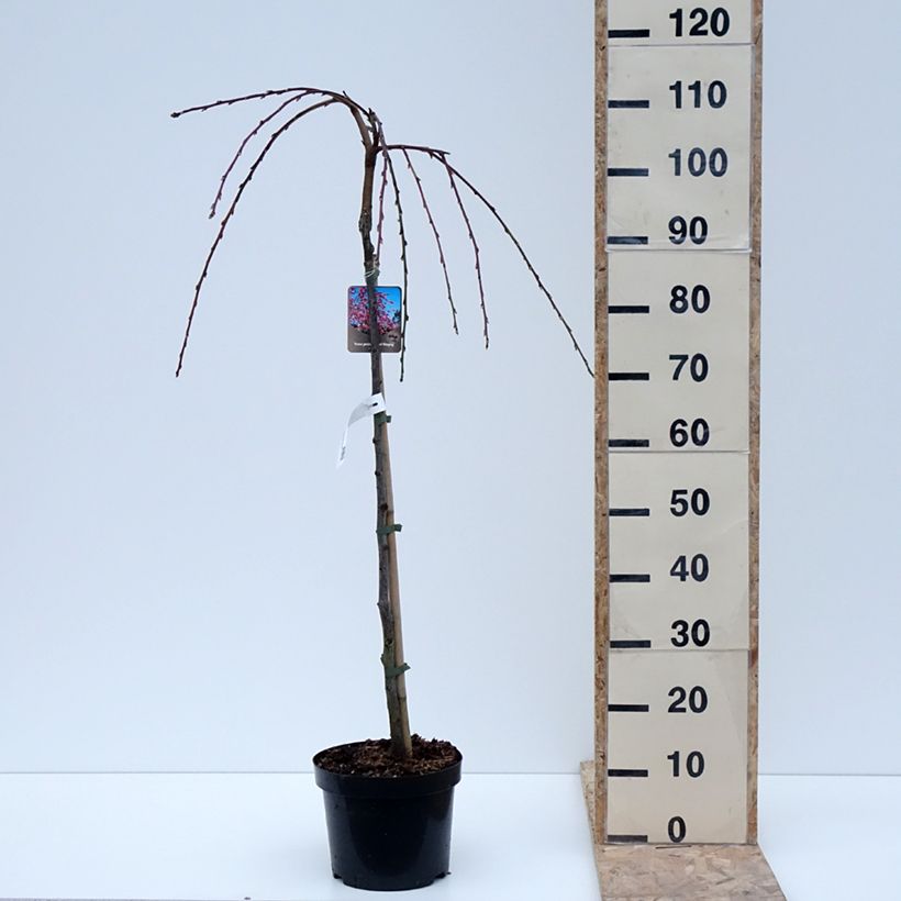 Spécimen de Pêcher à fleurs pleureur - Prunus persica Melred Weeping Pot de 4L/5L, Tige de 80 cm tel que livré en hiver