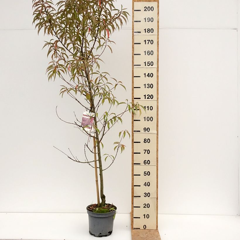 Spécimen de Pêcher à fleurs - Prunus persica Taoflora Pink Pot de 7,5L/10L, Baliveau tel que livré en été