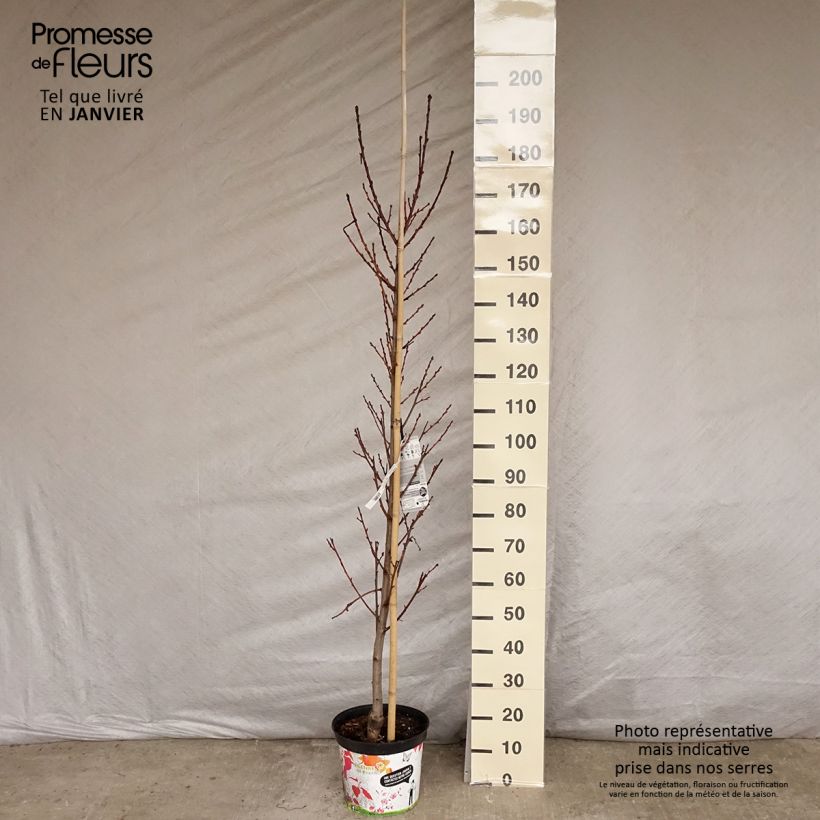 Spécimen de Pêcher à fleurs - Prunus persica Taoflora Red Pot de 7,5L/10L, Baliveau tel que livré en hiver