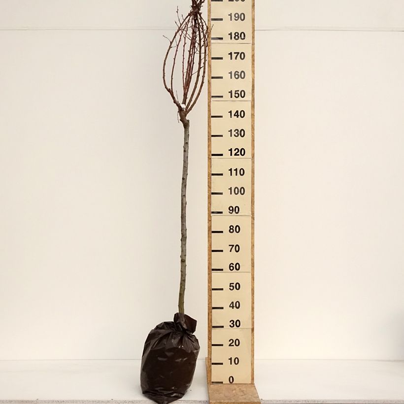 Spécimen de Pêcher Andromède - Prunus persica Motte "Prêt-à-planter", Demi-Tige tel que livré au printemps