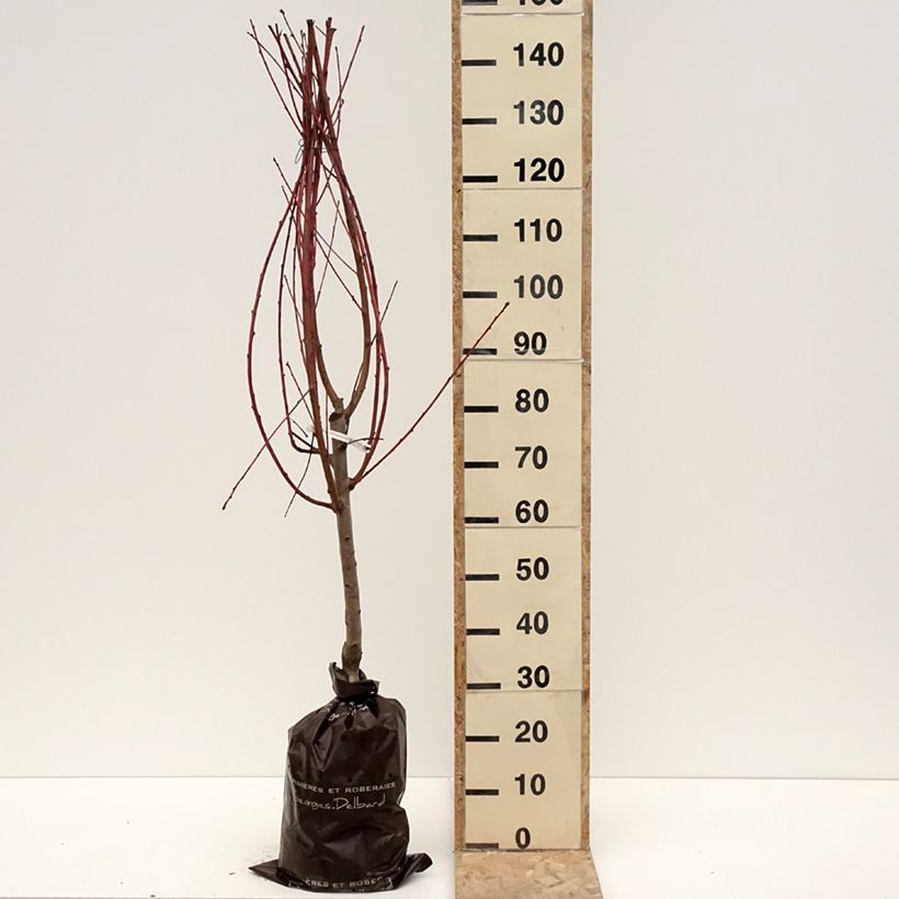 Spécimen de Pêcher Andromède - Prunus persica Motte "Prêt-à-planter", Gobelet tel que livré en hiver