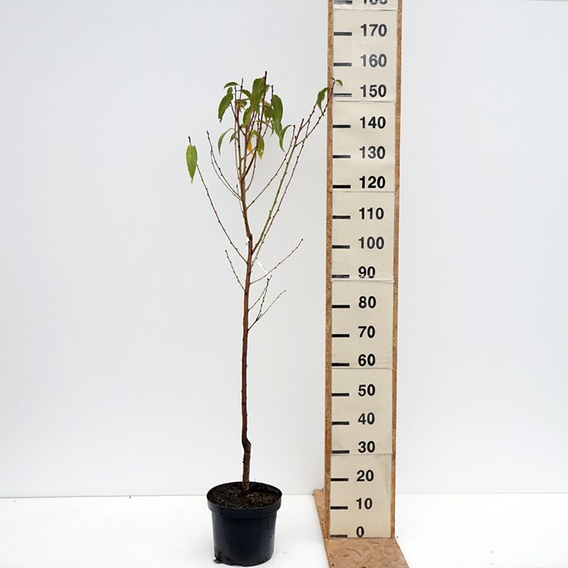 Spécimen de Pêcher Bénédicte - Prunus persica Pot de 7,5L/10L, Gobelet tel que livré en automne