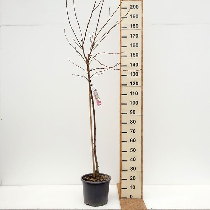 Spécimen de Pêcher de Vigne Sanguine - Pêche de Vigne Pot de 7,5L/10L, Gobelet tel que livré en automne