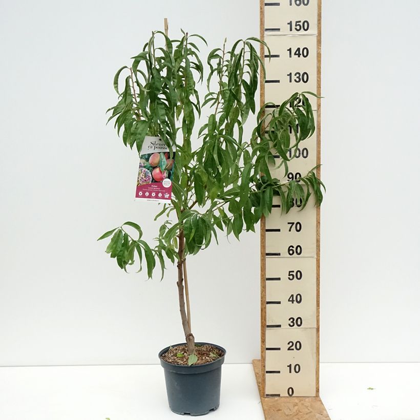 Spécimen de Pêcher Grosse Mignonne  Pot de 7,5L/10L, Gobelet tel que livré en été