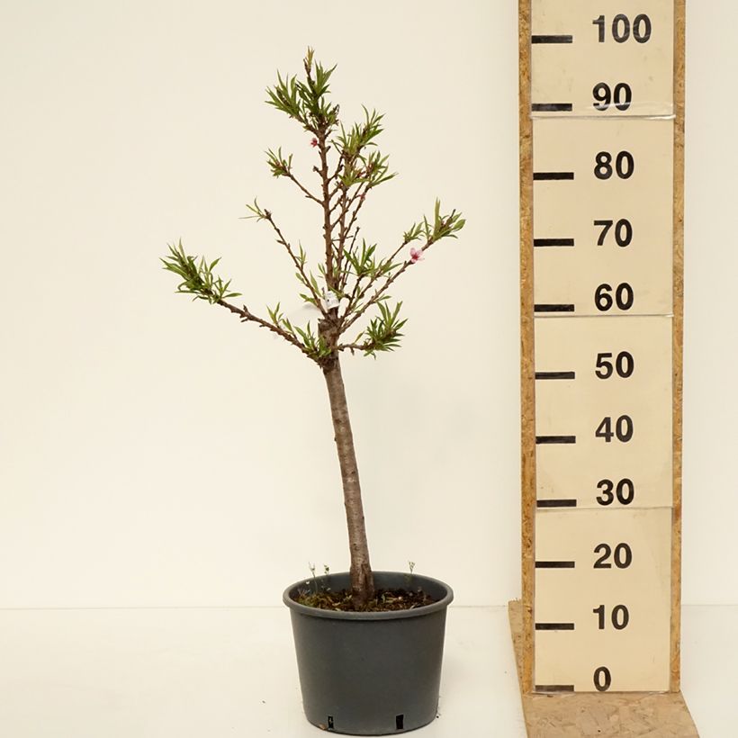 Exemplar von Pfirsich Bonanza - Prunus persica Topf mit 7,5L/10L, 1/4 Stängel wie im Frühjahr geliefert