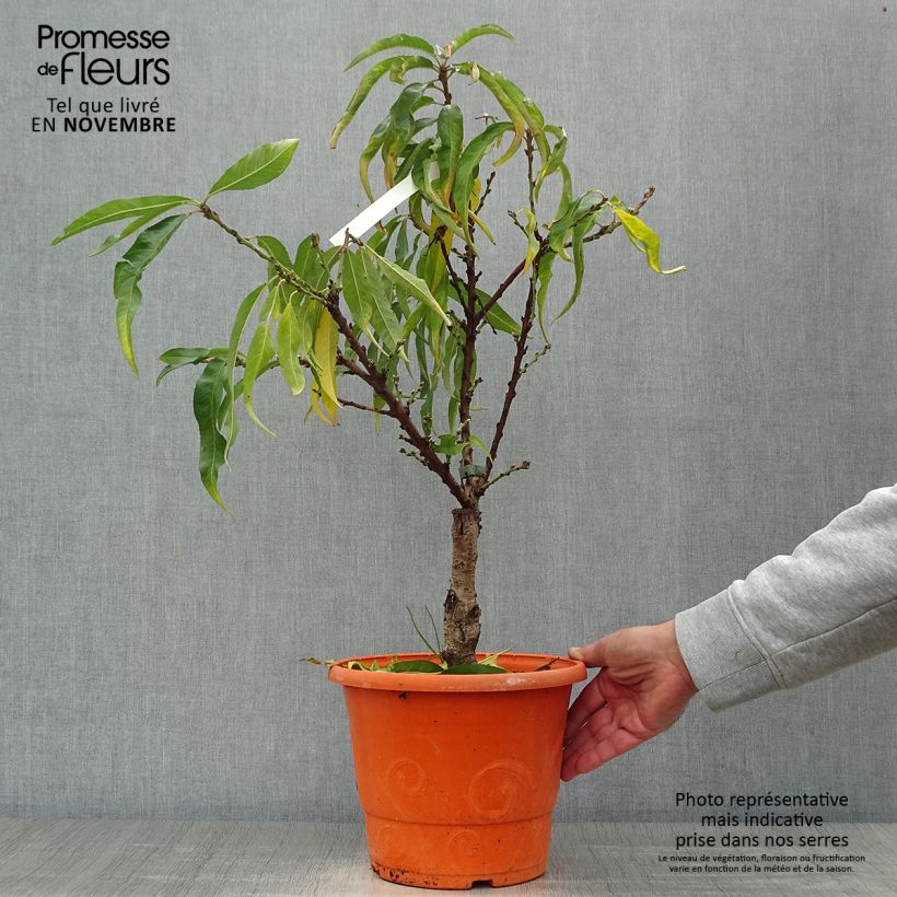 Spécimen de Pêcher nain Diamond Zaipevi Pot de 6L/7L, Nain, Tige de 40 cm tel que livré en automne