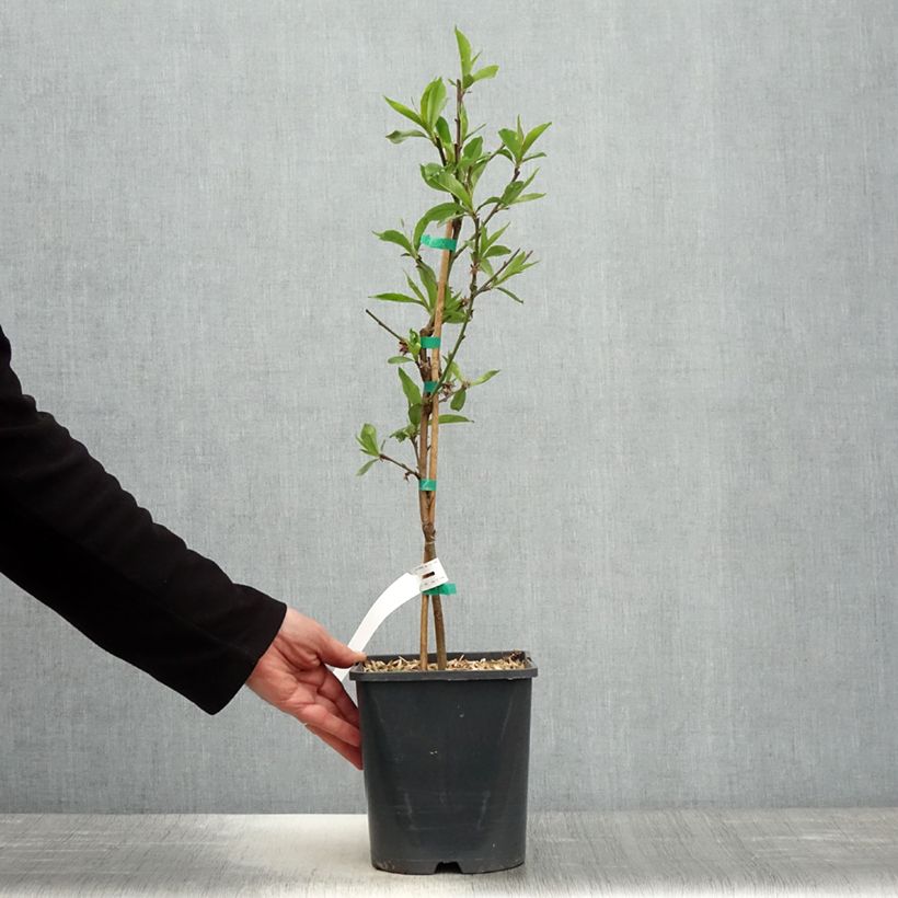 Spécimen de Pêcher nain Fruit Me Peach Me Donut Pot de 4L/5L, Nain tel que livré au printemps