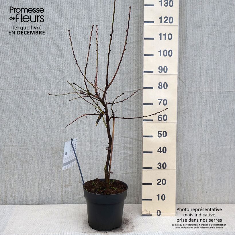 Spécimen de Pêcher nain Ice Peach  Pot de 7,5L/10L, Nain, Tige de 30 cm tel que livré en automne