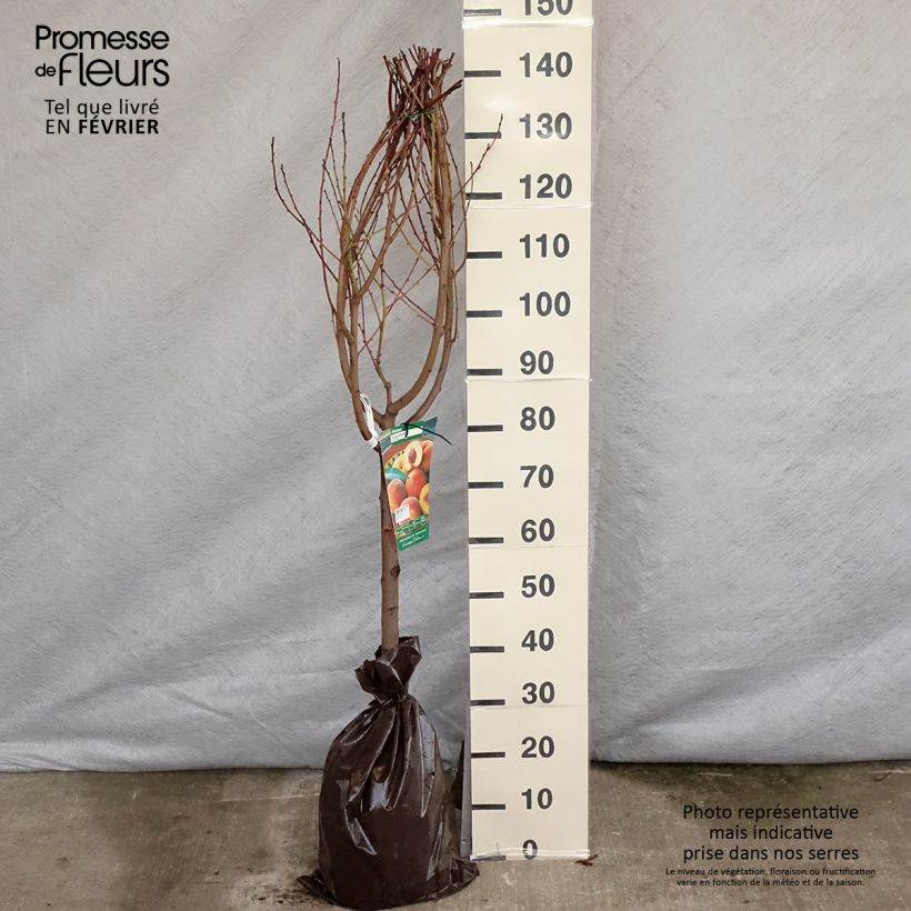 Spécimen de Pêcher Orlandine - Georges Delbard Motte "Prêt-à-planter", Gobelet, Greffé sur Prunus Rubira/Montclar®  ou Missour tel que livré en hiver