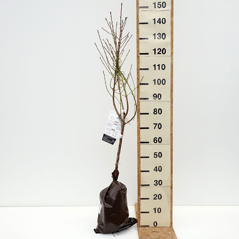 Spécimen de Pêcher Orlandine - Georges Delbard Motte "Prêt-à-planter", Gobelet, Greffé sur Prunus Rubira/Montclar®  ou Missour tel que livré en automne