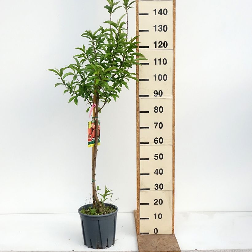 Spécimen de Pêcher - Prunus persica Sanguine Pot de 7,5L/10L, Gobelet tel que livré au printemps