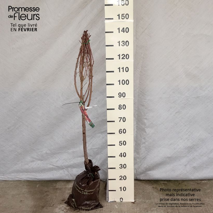 Spécimen de Pêcher Sanguine de Savoie - Georges Delbard Motte "Prêt-à-planter", Gobelet tel que livré en hiver