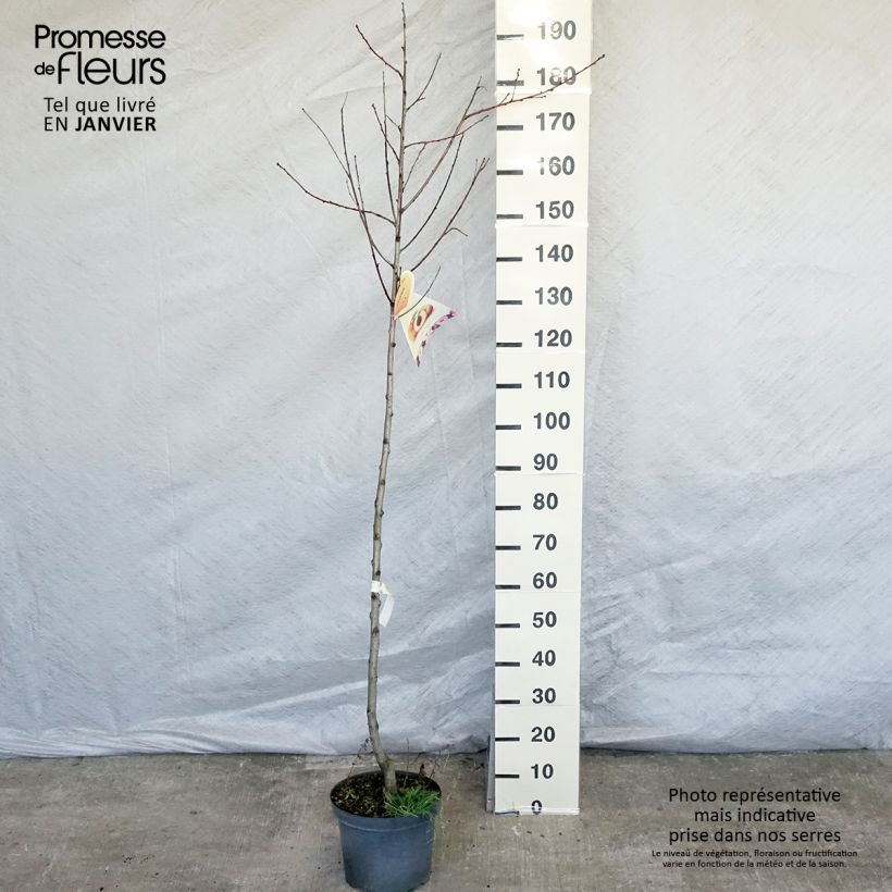 Spécimen de Pêcher Suncrest - Prunus persica Pot de 7,5L/10L, Demi-Tige tel que livré en hiver