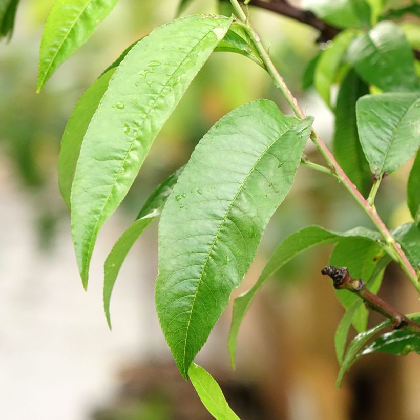 Pêcher Suncrest - Prunus persica (Feuillage)