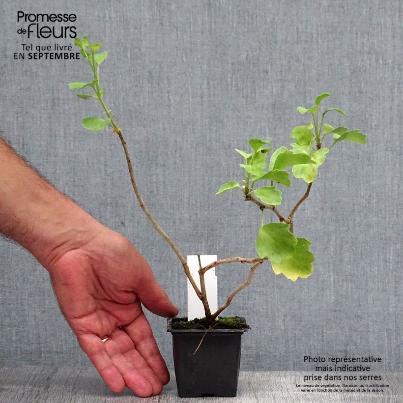 Spécimen de Pelargonium acetosum - Géranium botanique  Godet de 8/9 cm tel que livré en automne