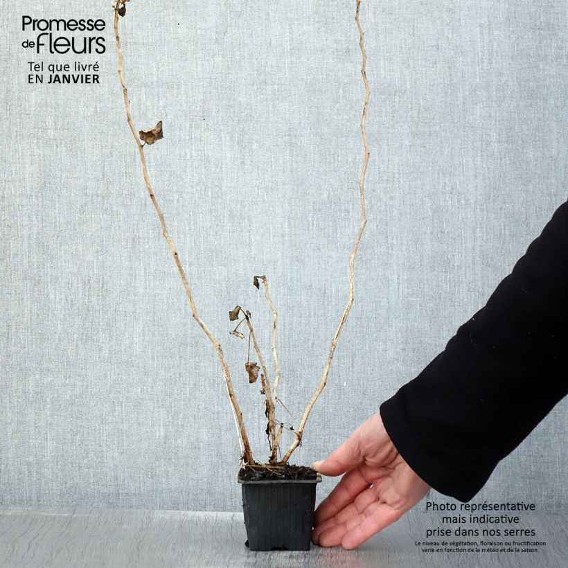 Spécimen de Pelargonium acetosum - Géranium botanique  Godet de 8/9 cm tel que livré en hiver