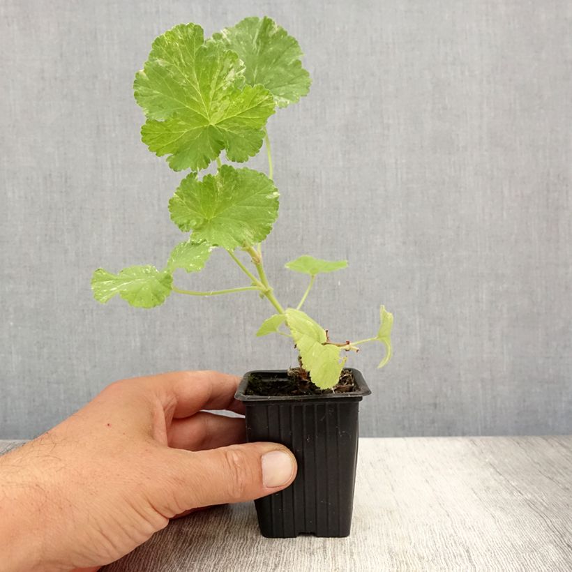 Spécimen de Pelargonium Atomic Snowflake - Géranium odorant au parfum de rose et citron Godet de 7/8 cm tel que livré en été