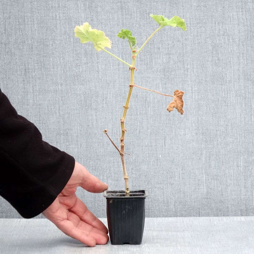 Spécimen de Pelargonium Atomic Snowflake - Géranium odorant au parfum de rose et citron Godet de 7/8 cm tel que livré au printemps