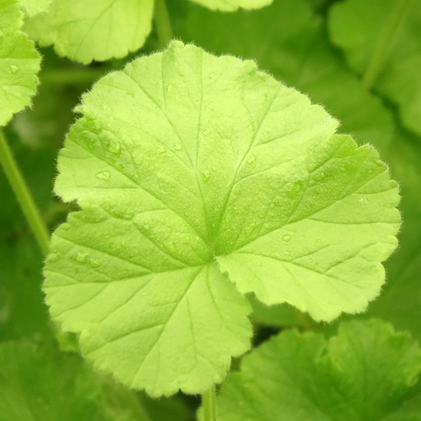 Pelargonium Atomic Snowflake - Géranium odorant au parfum de rose et citron (Feuillage)